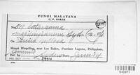 Image of Catacauma makilingianum